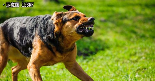 6岁女童遭野狗咬伤 染狂犬病 5天后身亡