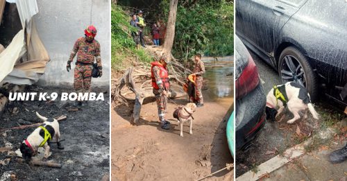 15搜救嗅探犬服役全马 几乎每日出勤 太累了