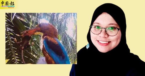 翠鸟吞食老鼠 博大研究指有利农业