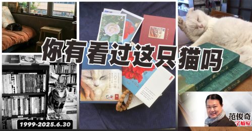 范俊奇：书店里的猫