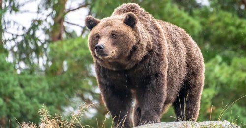 北海道2登山客遭野熊攻击  1人当场被拖走　下落不明