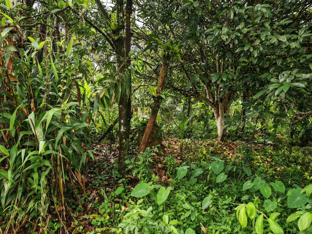 黄凯星仍下落不明。