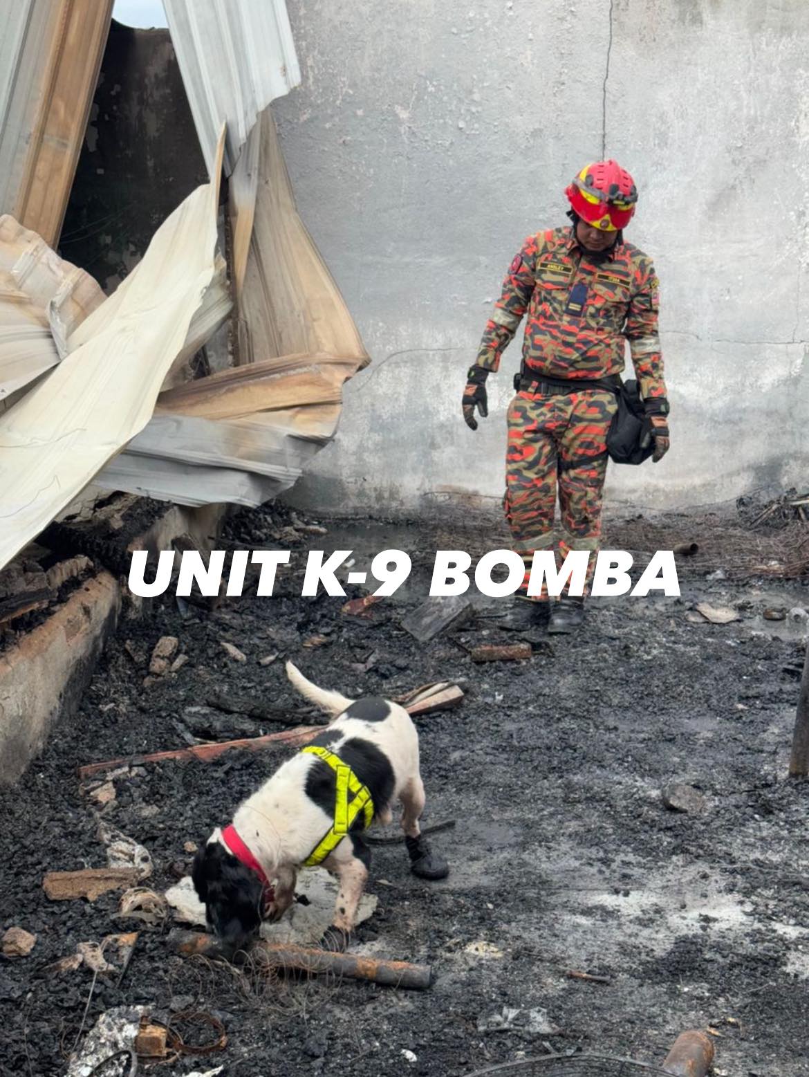 探嗅犬需与消拯员打配合,进行各项任务,包括火灾调查。