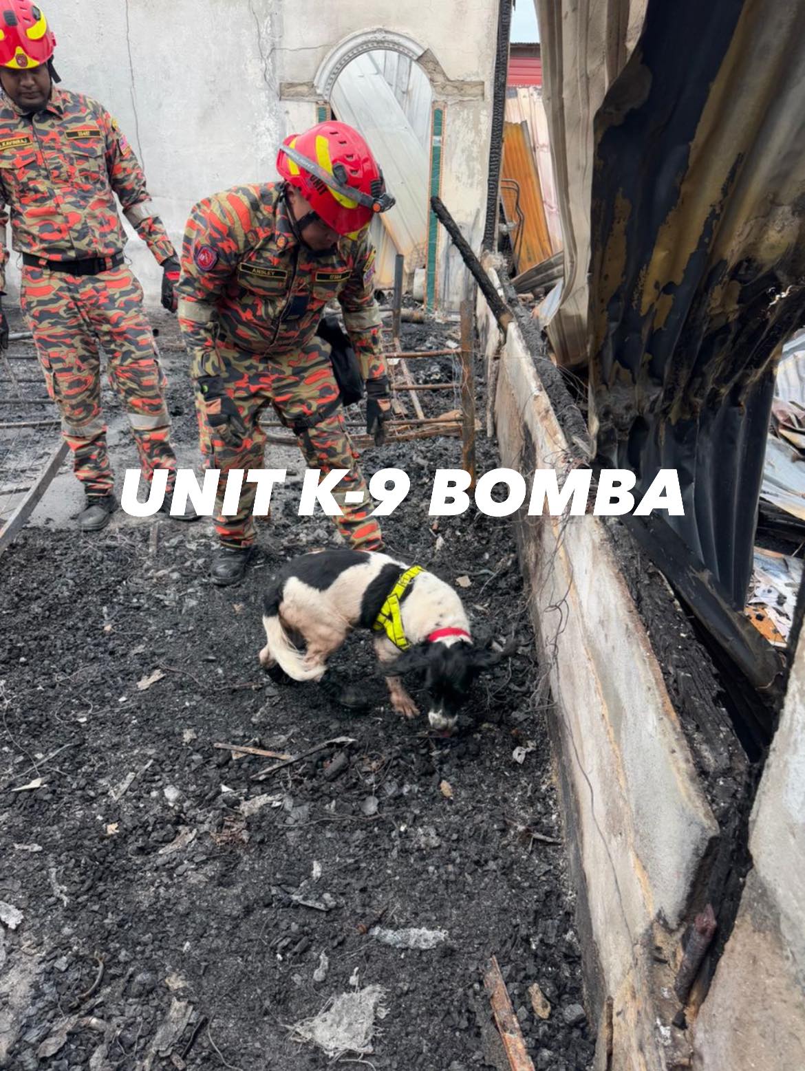 探嗅犬需与消拯员打配合,进行各项任务,包括火灾调查。