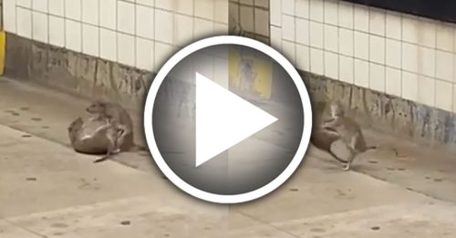 米奇大对决！翻滚互咬腾空飞扑 44秒激战片疯传