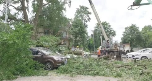 700年古树 压塌宝马 车主控政府 缺维护