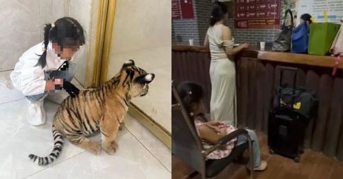 女童摸小老虎右腿遭咬伤 母怒报警！