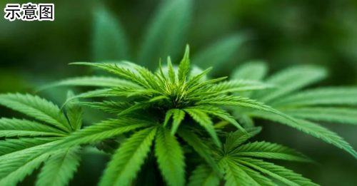 泰国宣布收紧 大麻管理规范