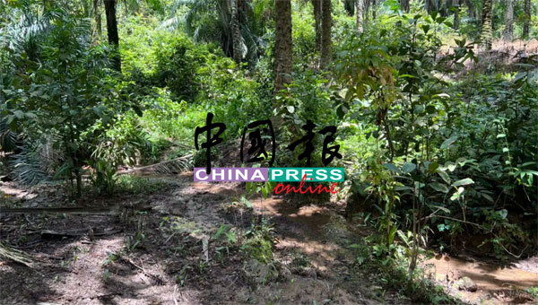 老翁上山采集中药材后失踪，事件至今已两年，仍下落不明。