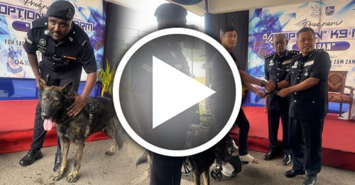 我国首只退役警犬被领养 8岁 Goran不舍伙伴