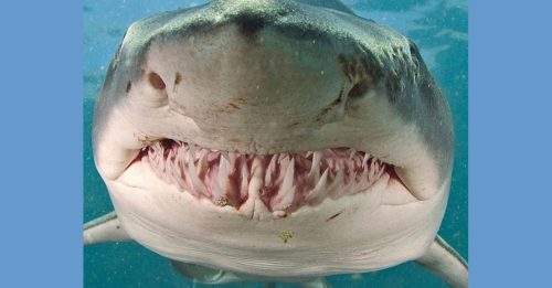 冲浪遭鲨鱼攻击惨死 男子痛苦尖叫“别咬我”！