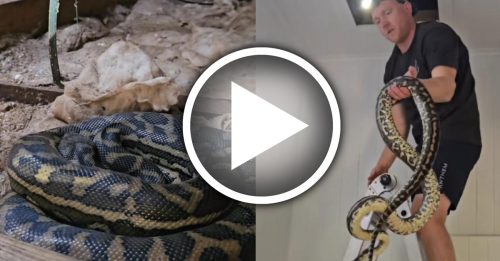 躺床上被水滴到 开天花板 见3蛇痾尿