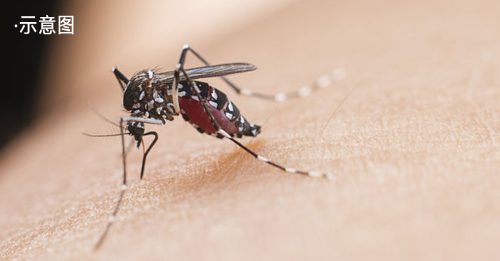 蚊子特别爱叮2种人 5类食物一吃立刻招上身