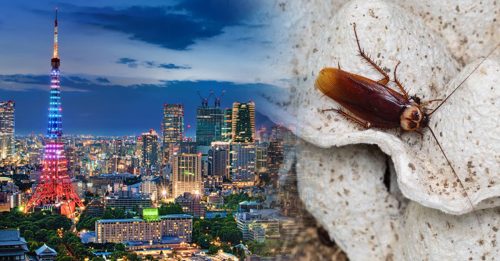 这种大蟑螂攻陷东日京 东京餐厅天花板藏百只 专家：和洗碗机有关