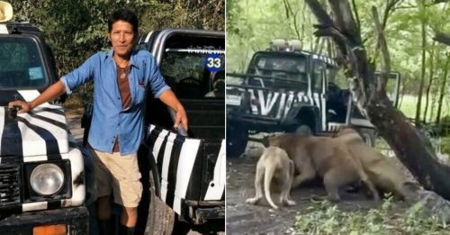 饲育员遭狮子突袭 撕咬15分钟惨死