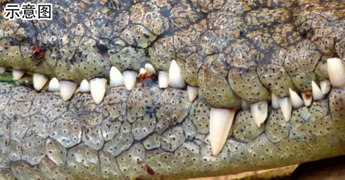 老翁桥下遭鳄鱼拖走 30小时后只寻获头颅