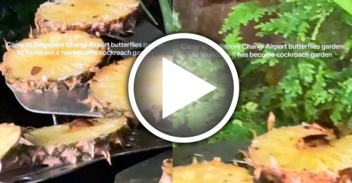 蝴蝶没来打卡 蟑螂先报到？ 樟宜机场果盘引热议