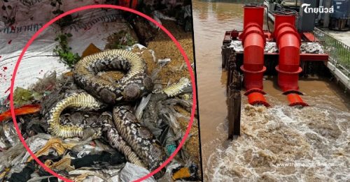 原来！曼谷淹水真相揭晓 大蟒蛇困死致水泵停转