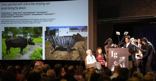 搞笑诺贝尔奖结果出炉 和牛涂上斑马纹有助防蚊