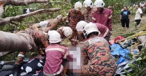 露营大树压帐篷！一家三口 1死2伤