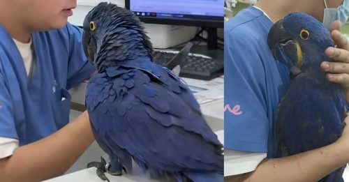 鹦鹉患分离焦虑症 跟医生形影不离