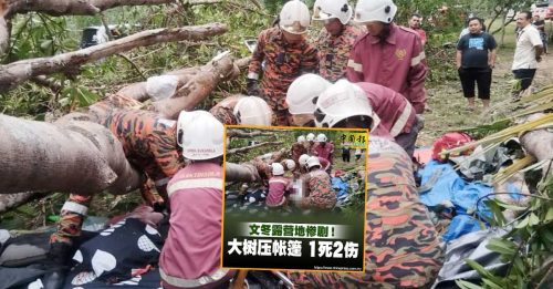 大树压帐篷命案｜案件被列猝死案 露营地照常营运