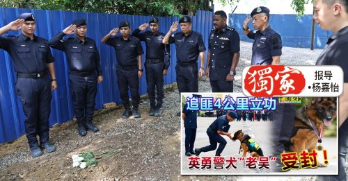 独家｜追匪4公里获英勇勋章 警犬老吴走了……