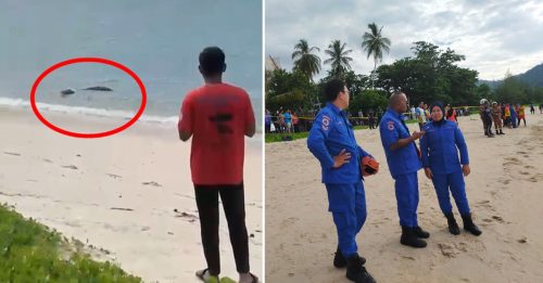 槟海边惊现鳄鱼 民防消拯封锁现场