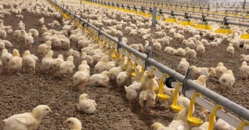 波兰爆H5N1禽流感 近4000只家禽死亡