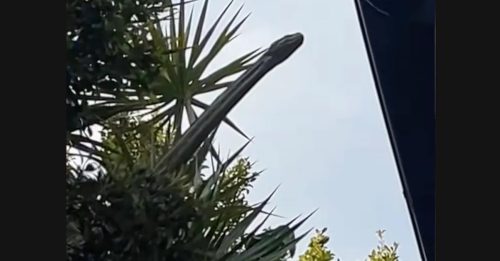 巨蛇树上伸出头 想到别人家作客？