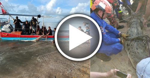 槟城海边胜地 惊现12尺巨鳄