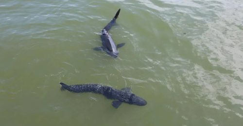 杭州西湖投放机器鱼 能打捞游客手机钱包