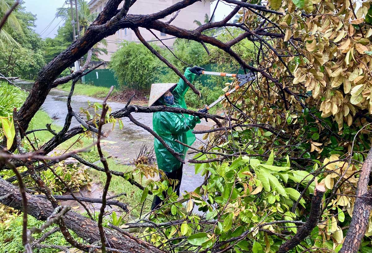 广治省许多大树被吹倒，一名妇女正在移除断树。（美联社）