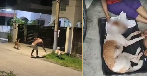 男子铁棍打死宠物狗 流浪动物协会呼吁目击者报案