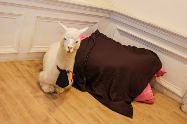 展示在餐馆的羊驼。（照片取自市政厅面子书）

