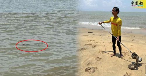 蟒蛇海面游动 戏水民众赶紧逃