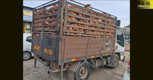 业者为省营运成本 竟聘无驾照16岁少年载椰壳