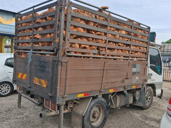 16岁少年驾驶一辆载椰子壳罗厘，结果被执法当局取缔。


