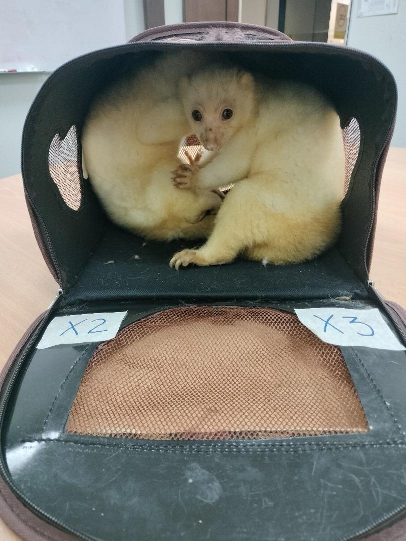 官员在嫌犯的行李箱内，发现1只长臂猴和2只袋猴。