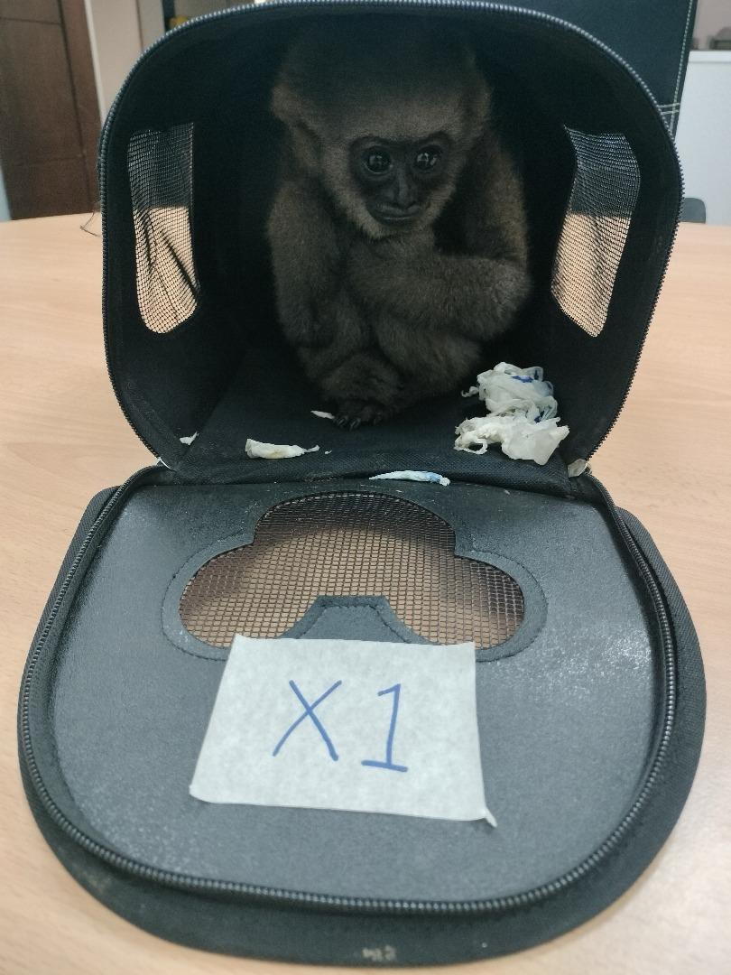 官员在嫌犯的行李箱内，发现1只长臂猴和2只袋猴。