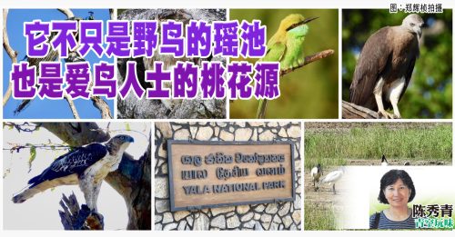 陈秀青：雅拉飞羽之境