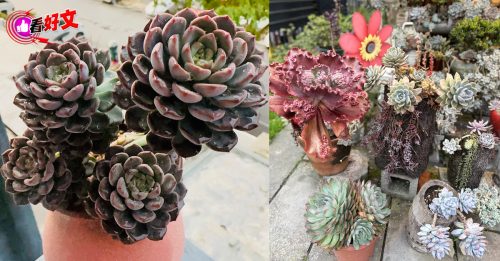 看好文：生活品味｜雨季来 别让多肉湿心肝