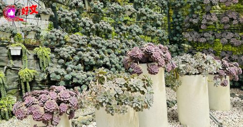 看好文：生活品味｜雨一直下，盆栽还好吗？