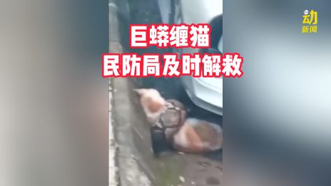 动新闻｜巨蟒大街上缠猫咪 民防部队赶来解救