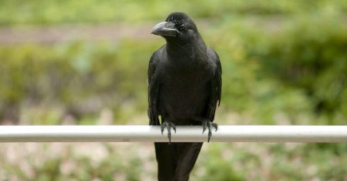 医生将病历随意丢弃 被乌鸦翻出来个资外泄