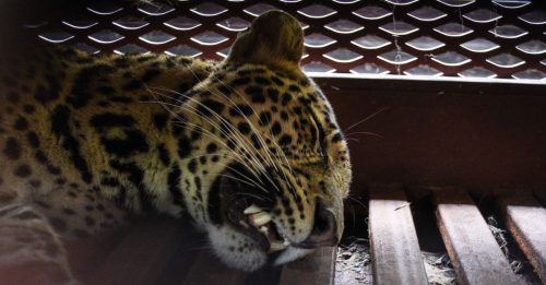 疑从动物园逃脱 野豹闯入酒店