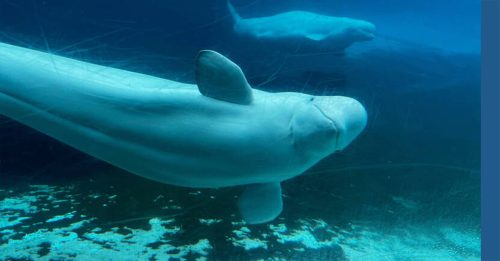 若政府不给钱将安乐死 加拿大30白鲸陷危机