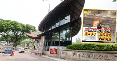 UPM付酬捕杀流浪狗 警援动物福利法调查