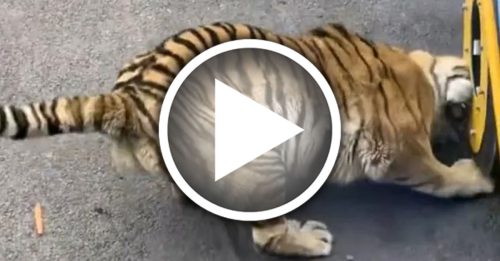 动物园老虎 被观光车辗压到下巴
