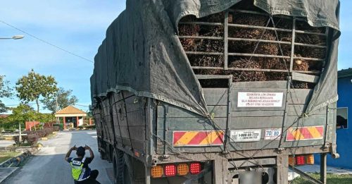 外劳无牌载油棕 还要超载20吨！